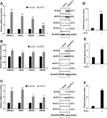 Endoplasmic Reticulum-Shaping Atlastin Proteins Facilitate KSHV Replication